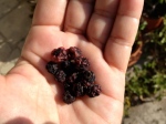 dried blueberries